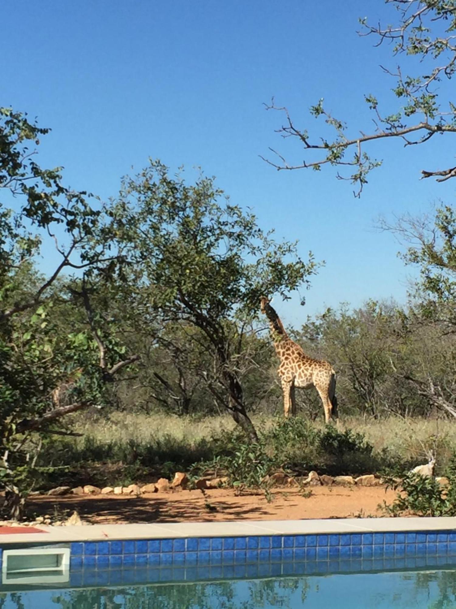 The Baobab Bush Lodge And Villa هويدزبروت المظهر الخارجي الصورة